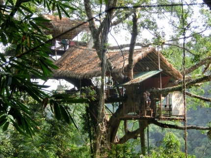 gibbon (32)